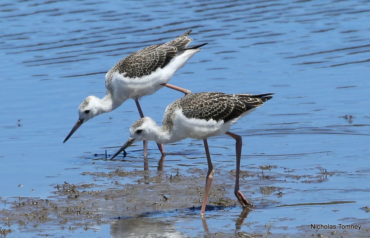 Pied Stilt - ML204537221