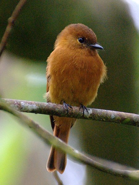 Cinnamon Flycatcher - ML204537721