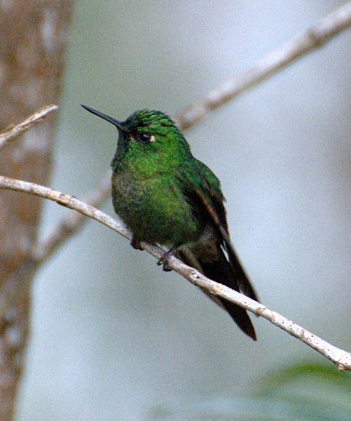 kolibřík dřišťálový (ssp. districta) - ML204537741