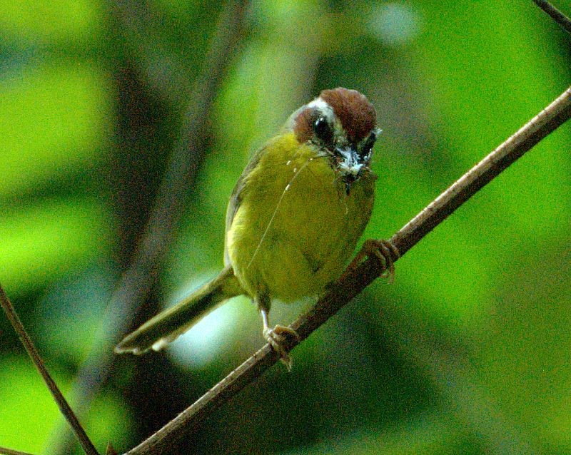 Reinita Coronicastaña - ML204537871