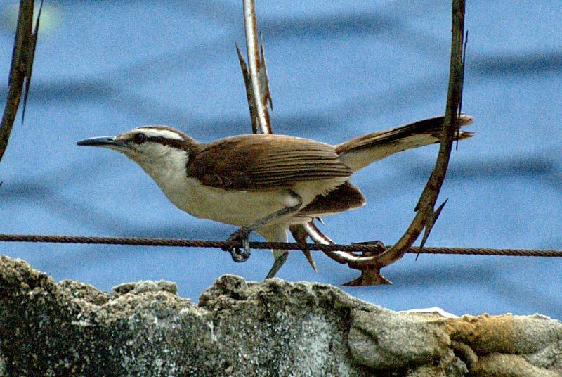 Bicolored Wren - ML204537941