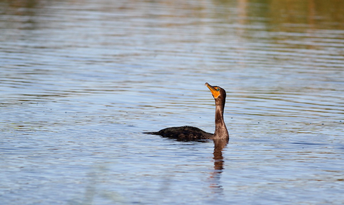 Double-crested Cormorant - ML20453831