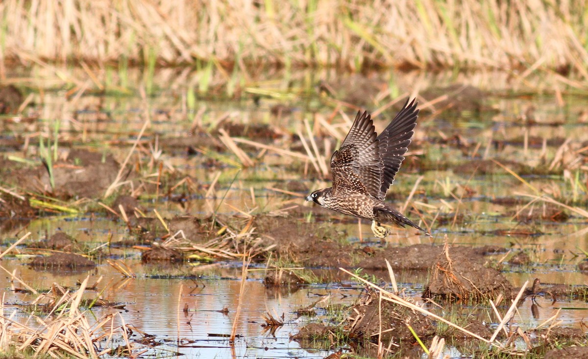 Halcón Peregrino - ML20453851