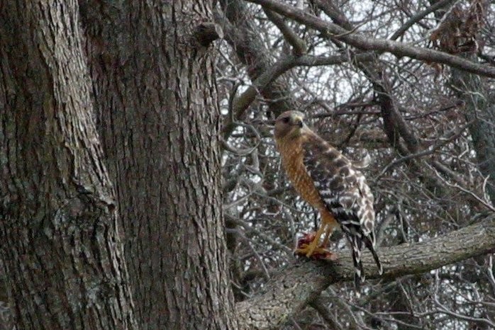 Red-shouldered Hawk - ML204538611