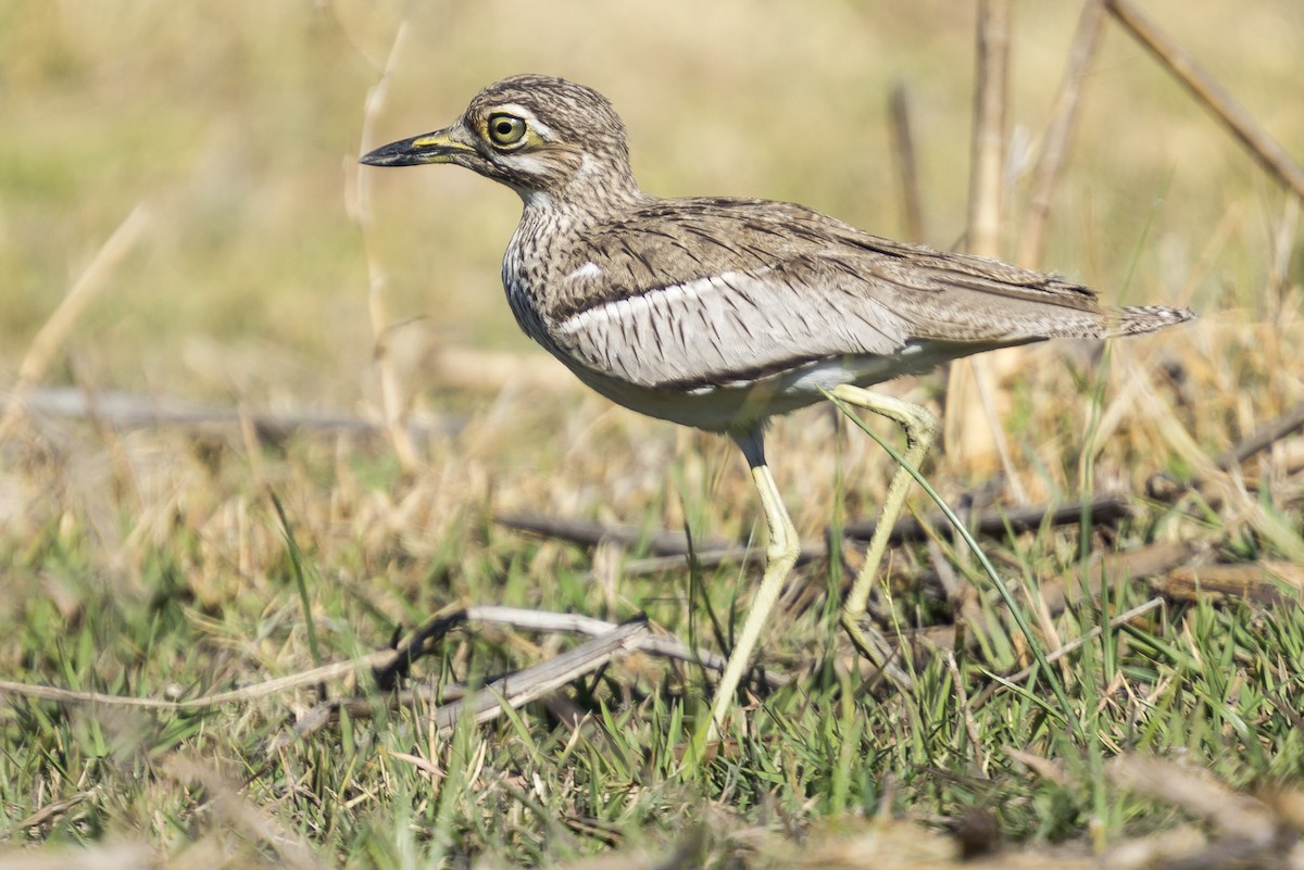 Water Thick-knee - ML204538631