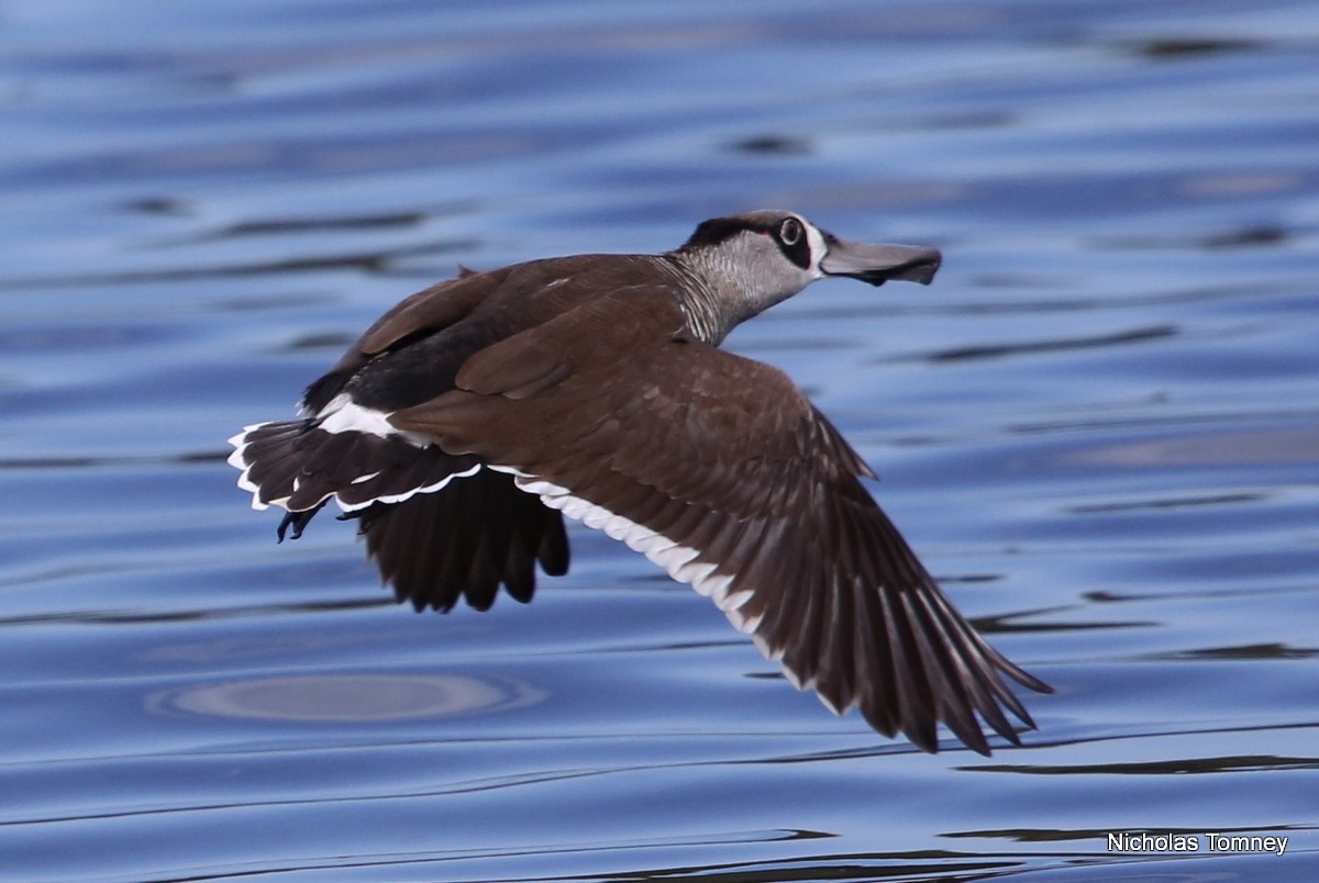 Pink-eared Duck - Nicholas Tomney