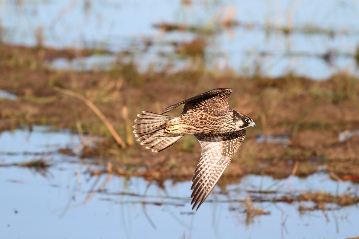 Peregrine Falcon - Jay McGowan