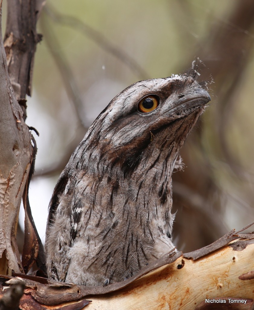 Tawny Frogmouth - Nicholas Tomney