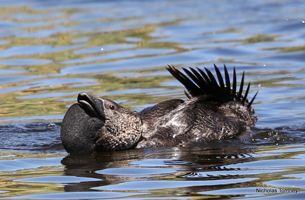 Musk Duck - Nicholas Tomney