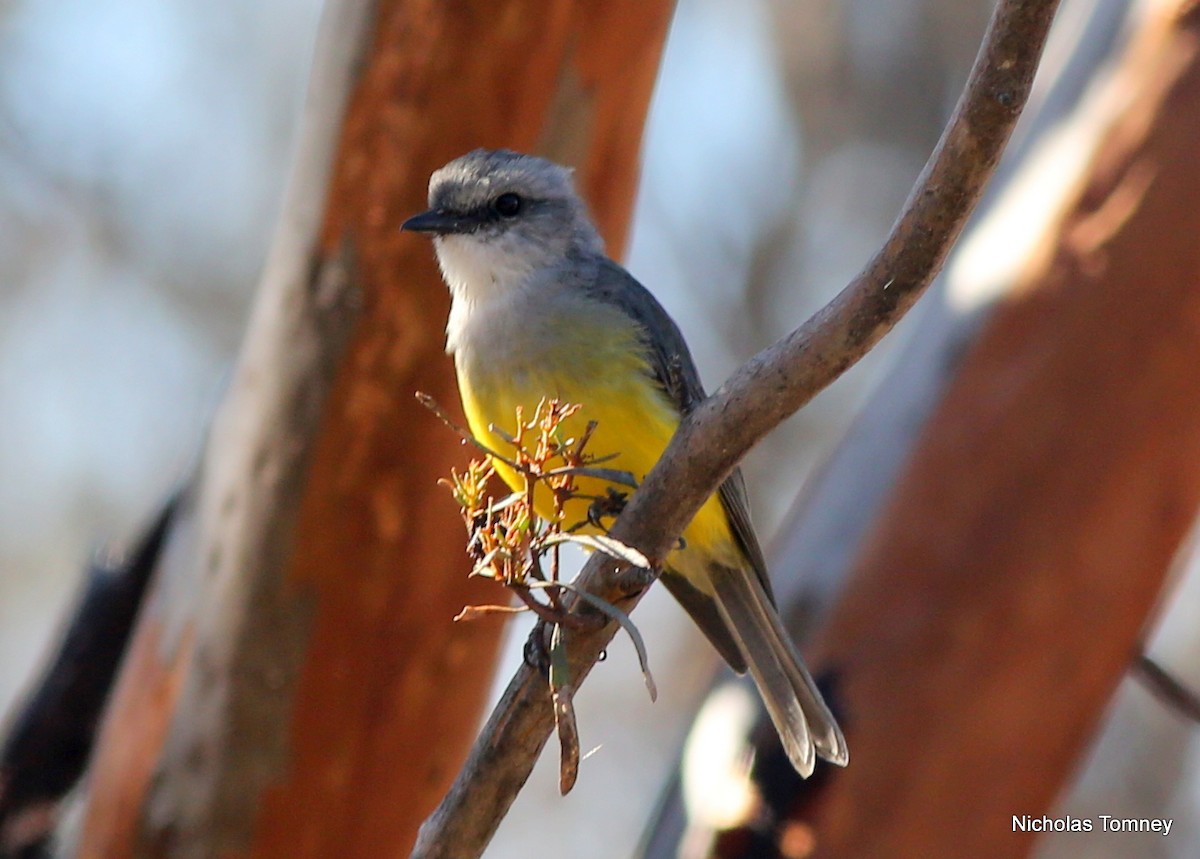 Western Yellow Robin - ML204539461