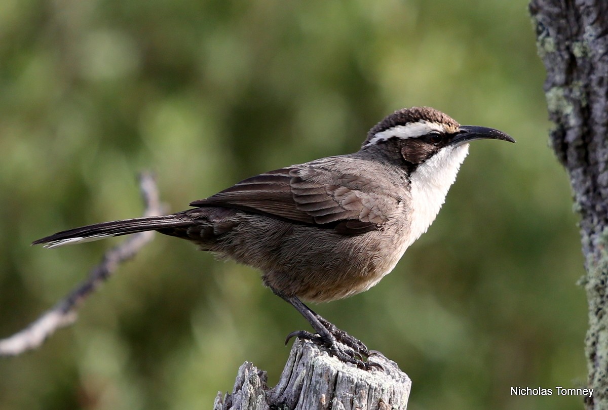 White-browed Babbler - ML204539601