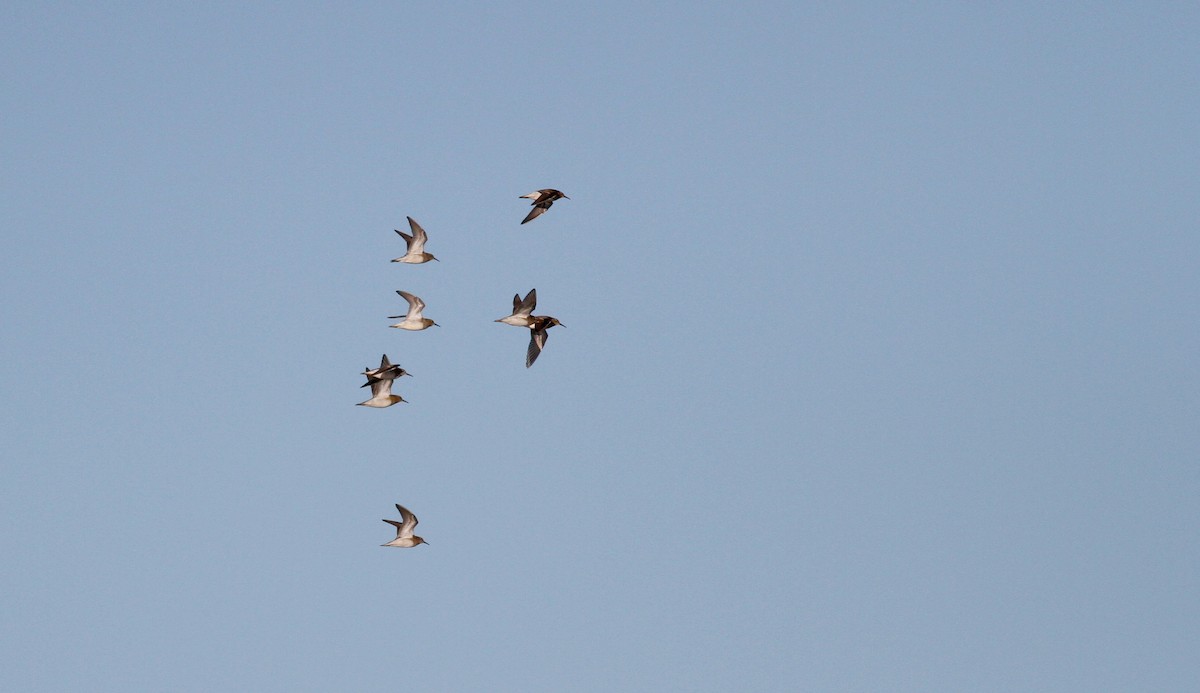 Pectoral Sandpiper - ML20453961