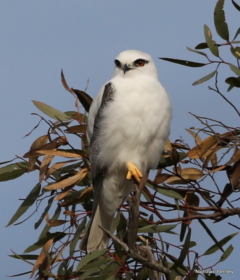 Black-shouldered Kite - ML204539621