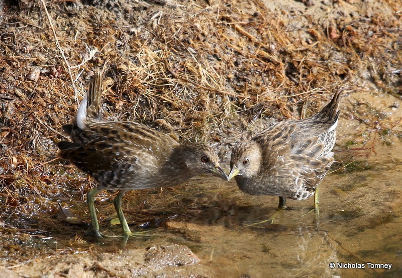 Australian Crake - ML204539721