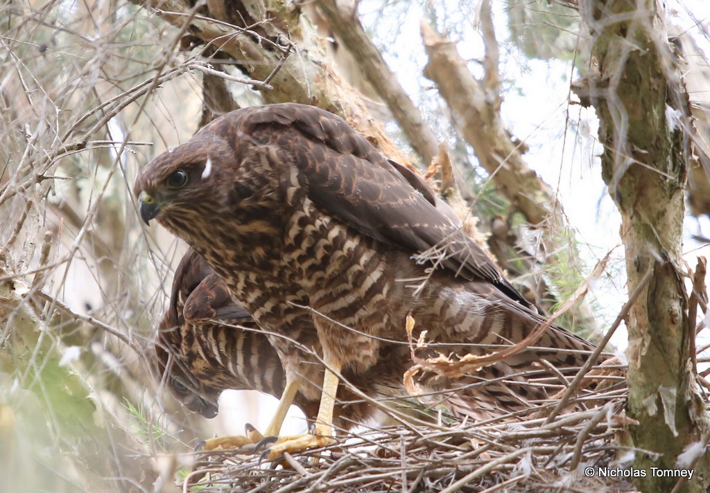 Brown Goshawk - ML204539761