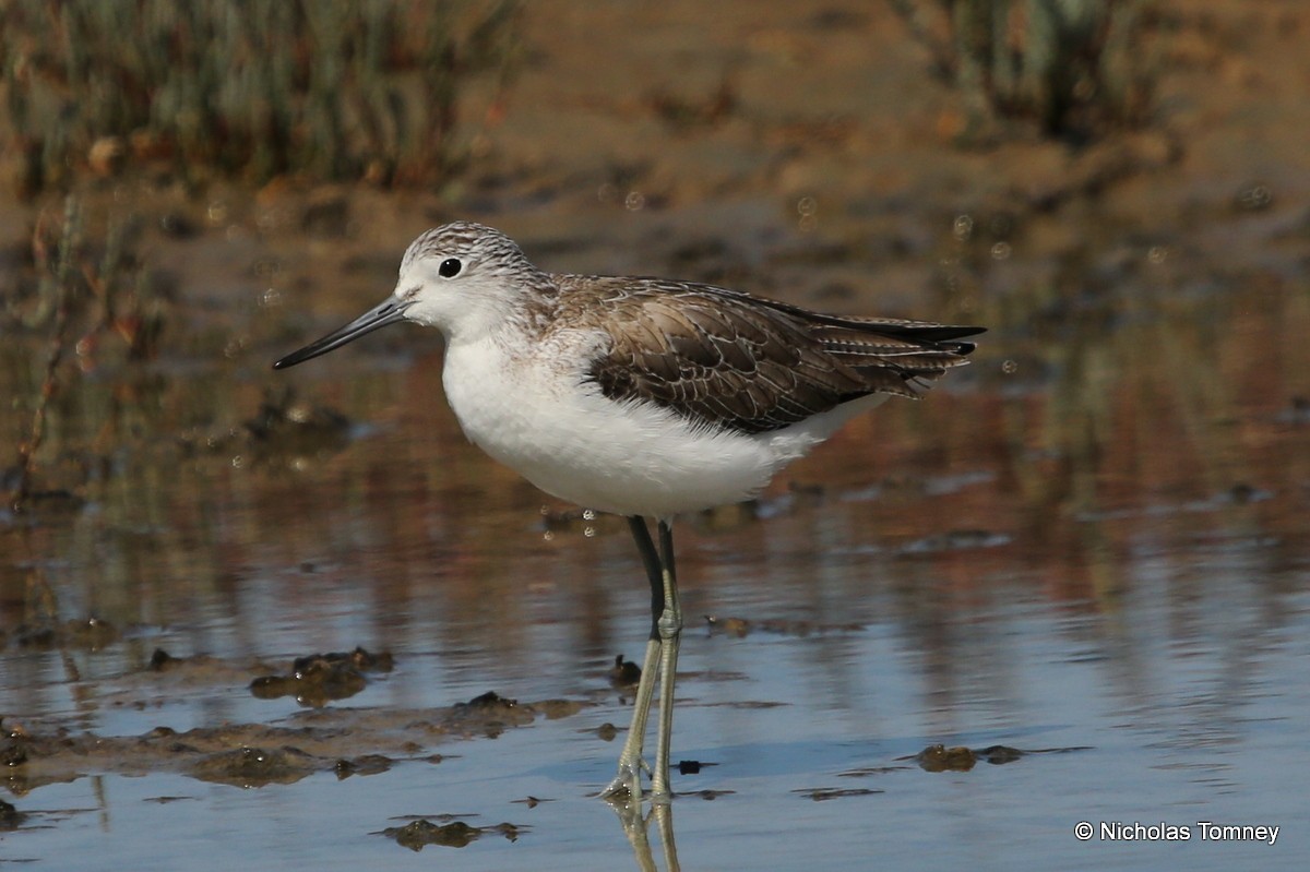 Common Greenshank - Nicholas Tomney