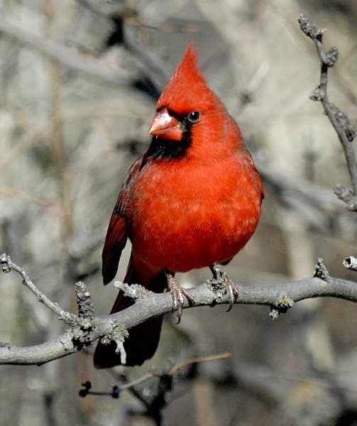 Cardinal rouge - ML204540071
