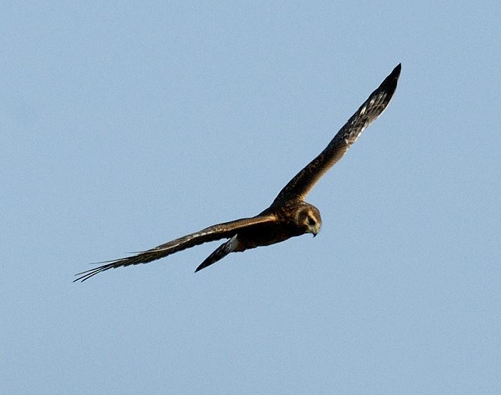 Northern Harrier - Erik Breden