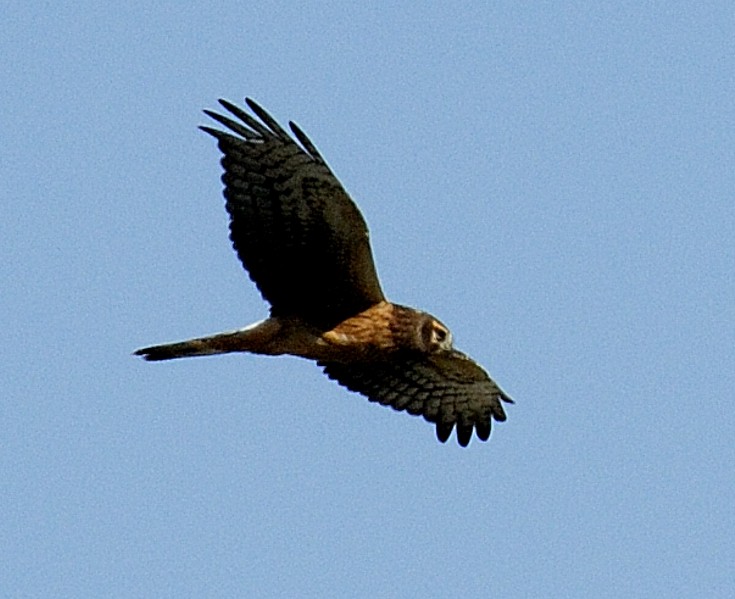 Aguilucho de Hudson - ML204540121