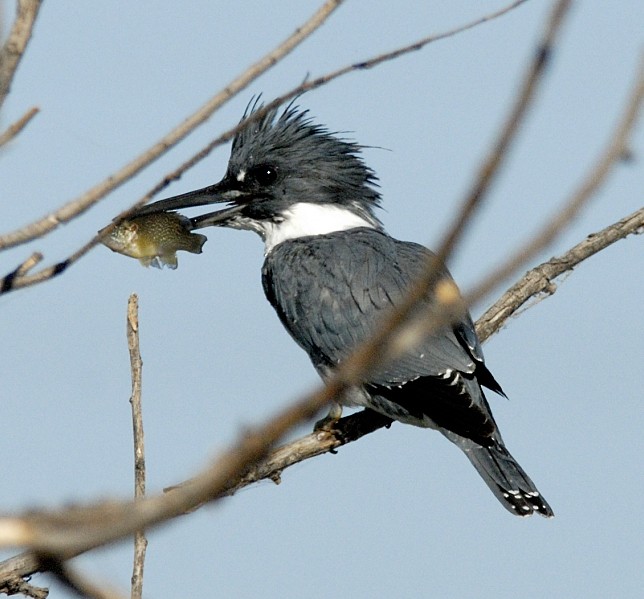 Belted Kingfisher - Erik Breden