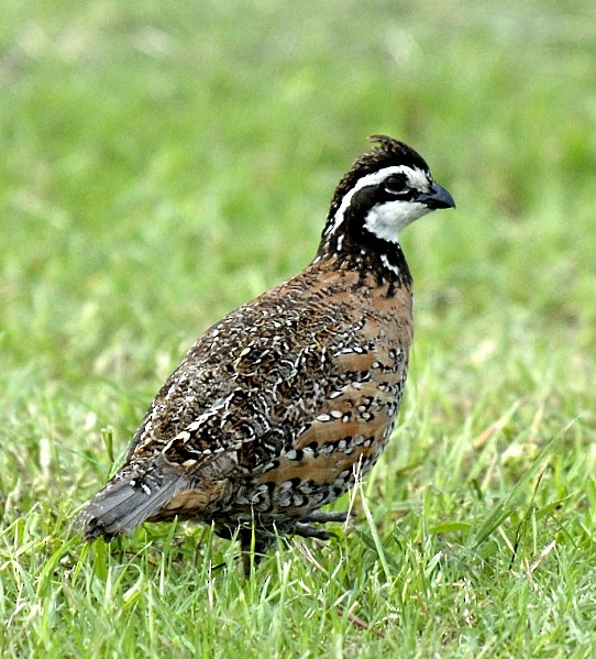 Northern Bobwhite - ML204540361