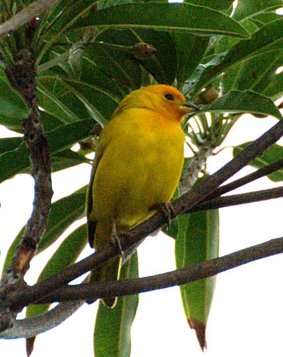 Saffron Finch - ML204540451