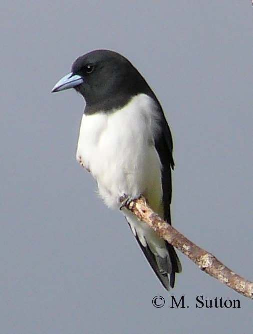 Great Woodswallow - ML204540621