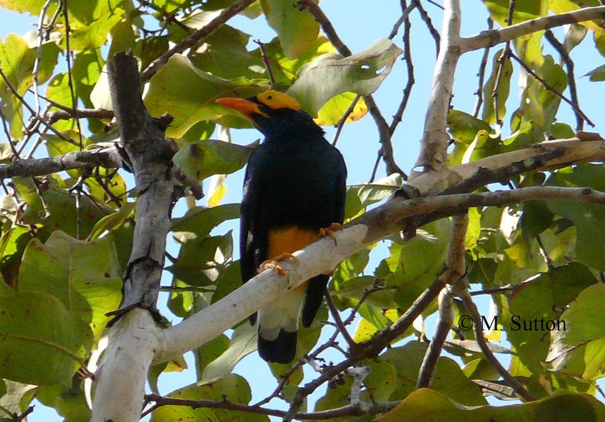 Yellow-faced Myna - ML204540721