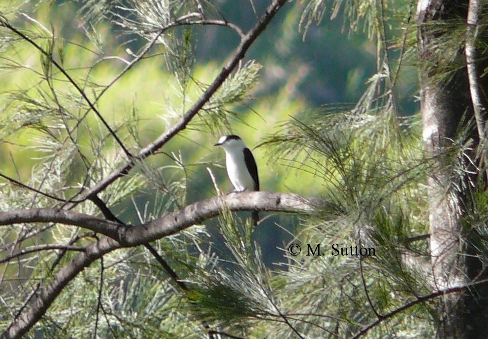 Torrent Flyrobin (Torrent) - ML204540891