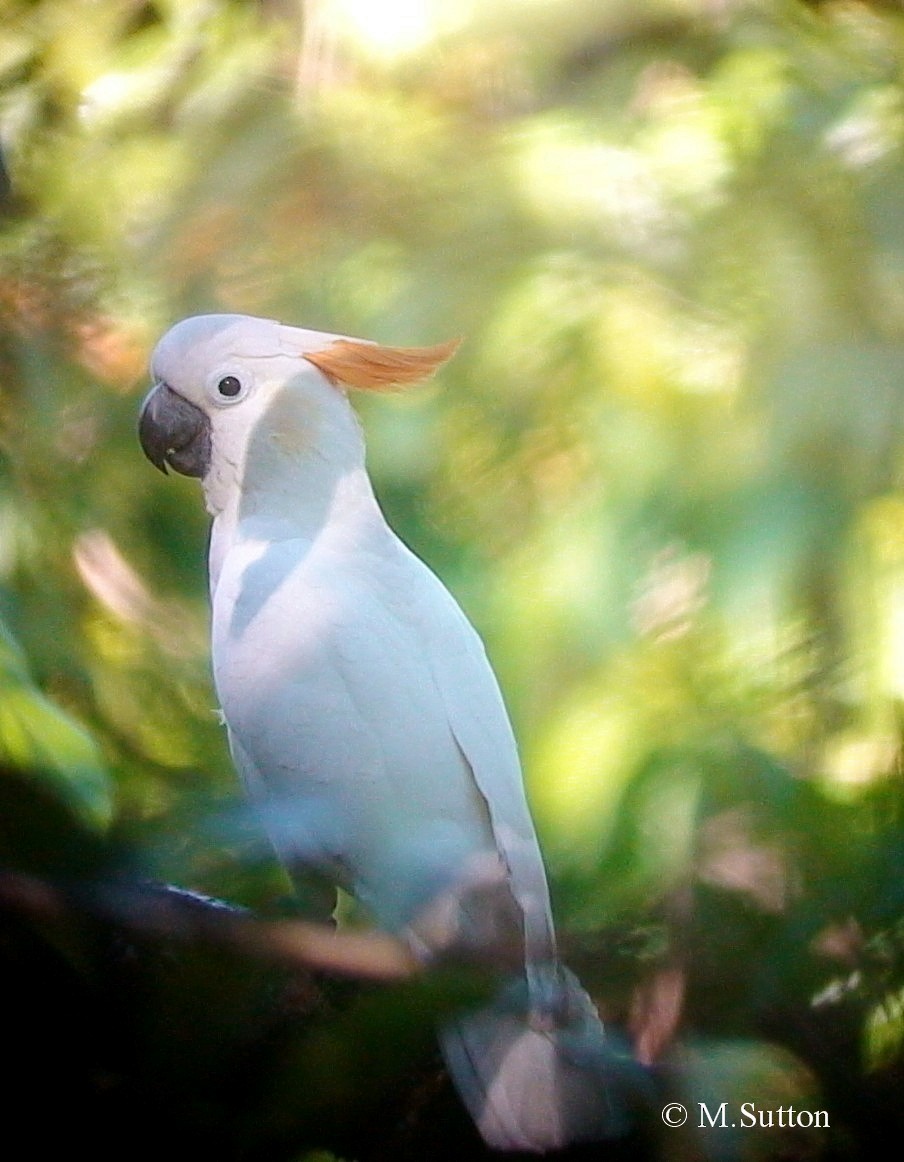 Citron-crested Cockatoo - ML204540951