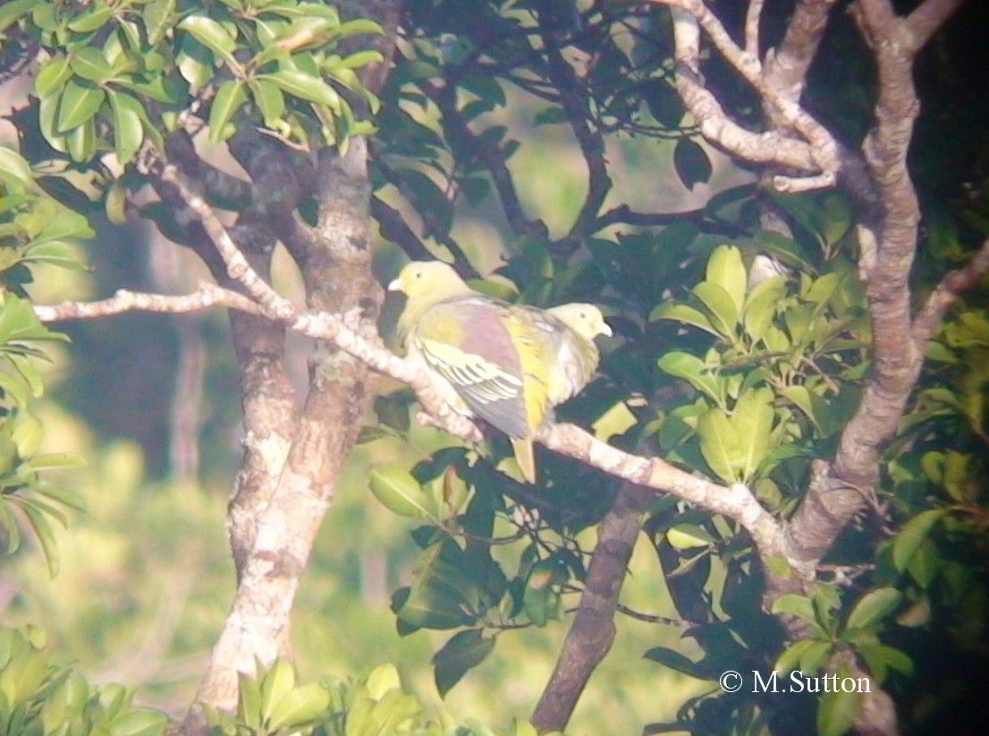 Sumba Green-Pigeon - ML204541001