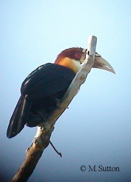 Sumba Hornbill - ML204541011