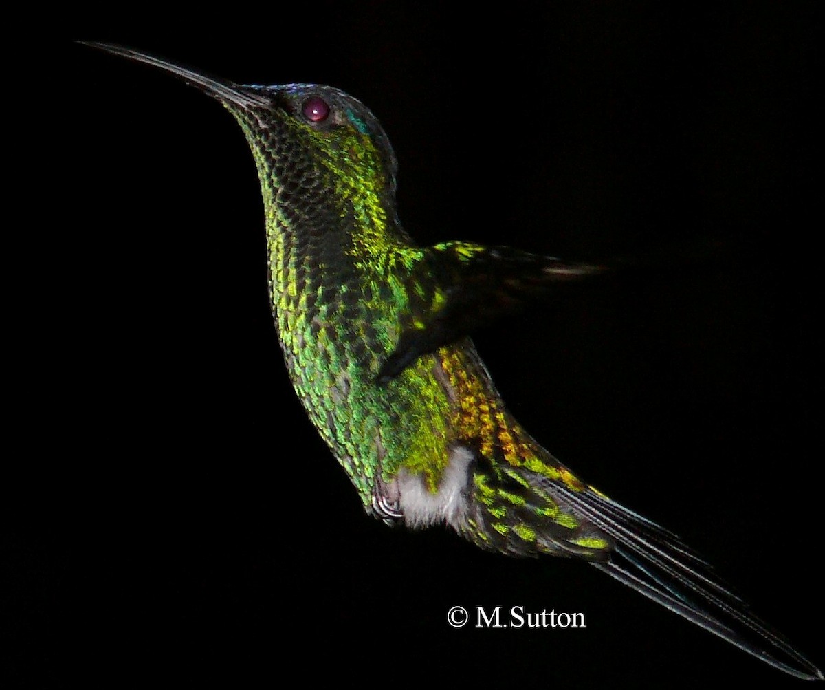 kolibřík fialovotemenný - ML204541131