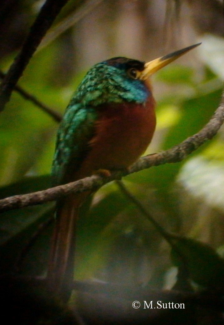 Blue-cheeked Jacamar - ML204541151