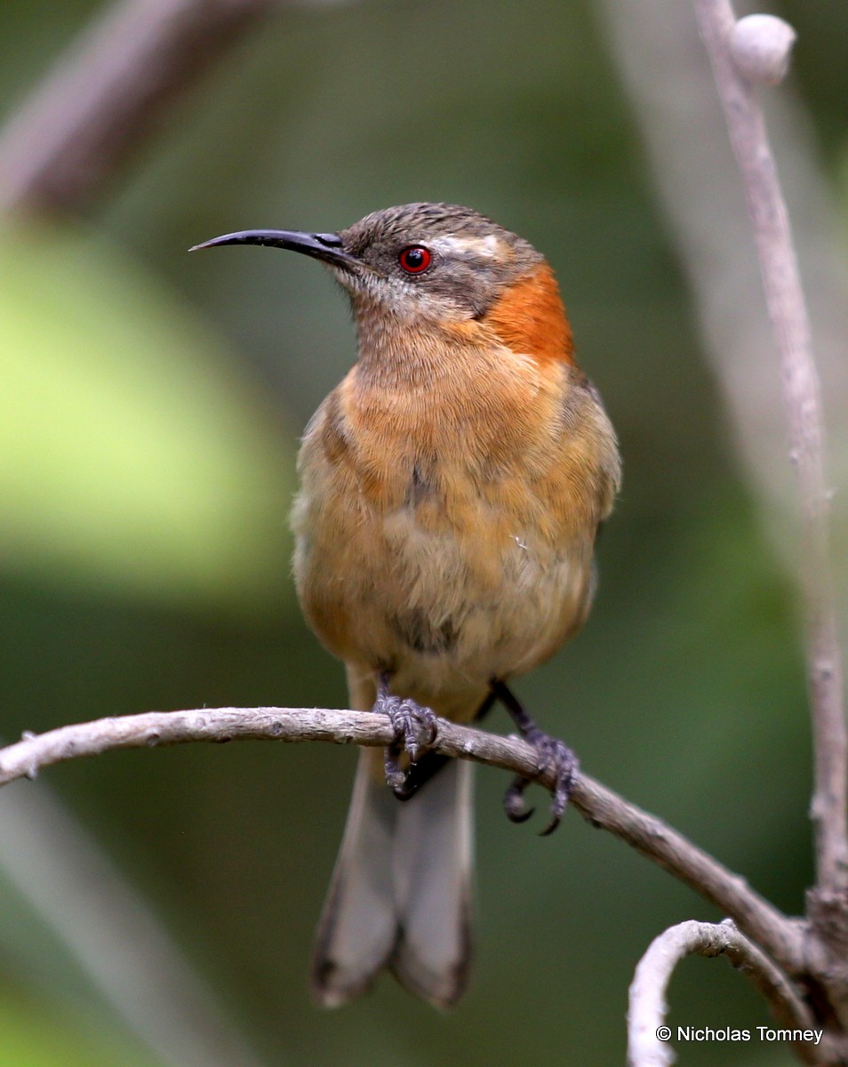 Western Spinebill - ML204541791