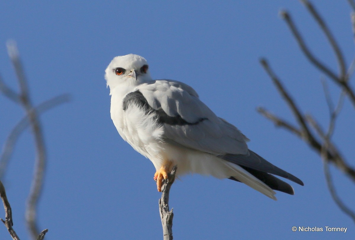 Black-shouldered Kite - ML204541861