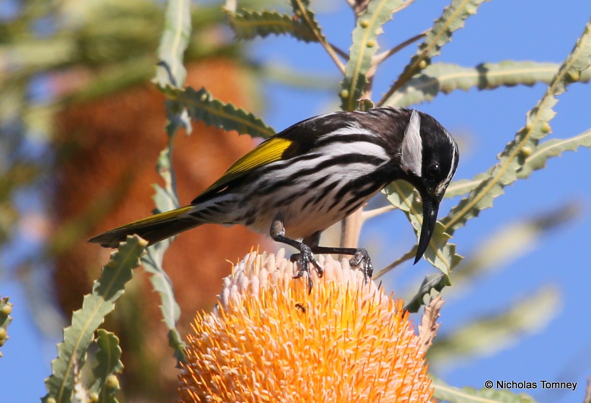 White-cheeked Honeyeater - ML204541871