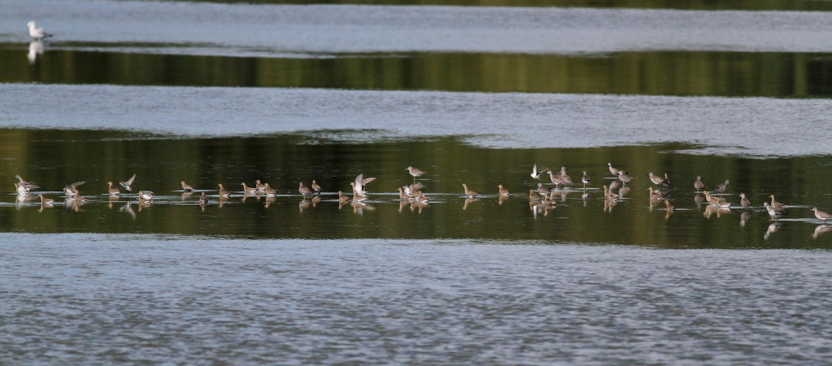 Pectoral Sandpiper - ML20454191