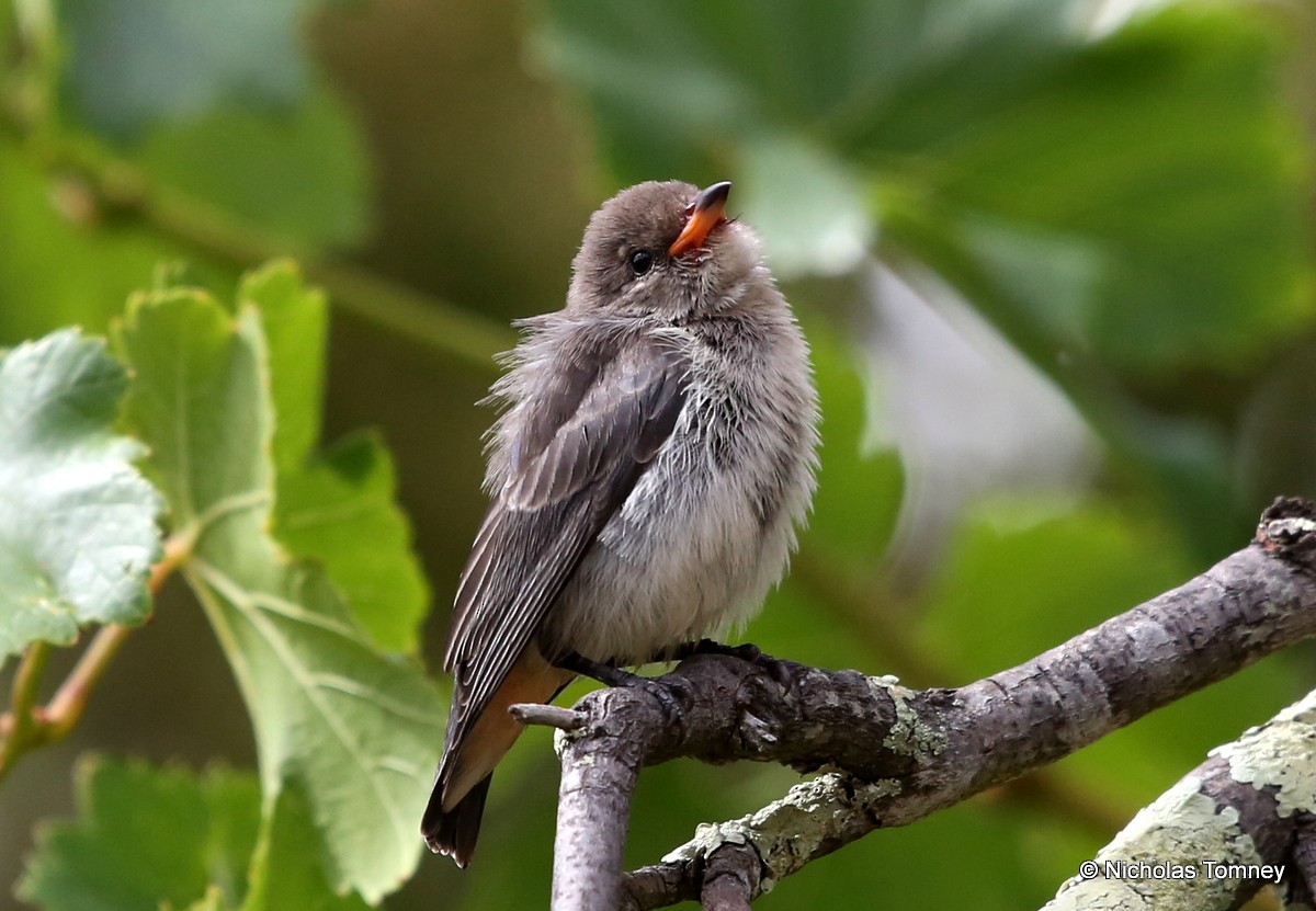 Mistletoebird - ML204542081
