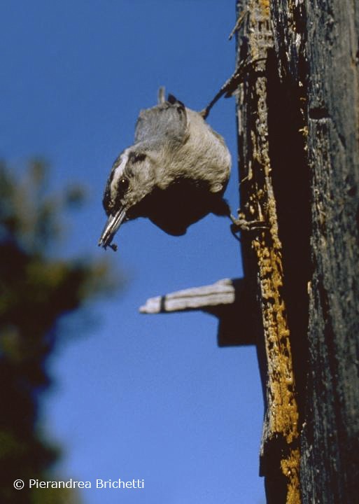 Corsican Nuthatch - ML204542291