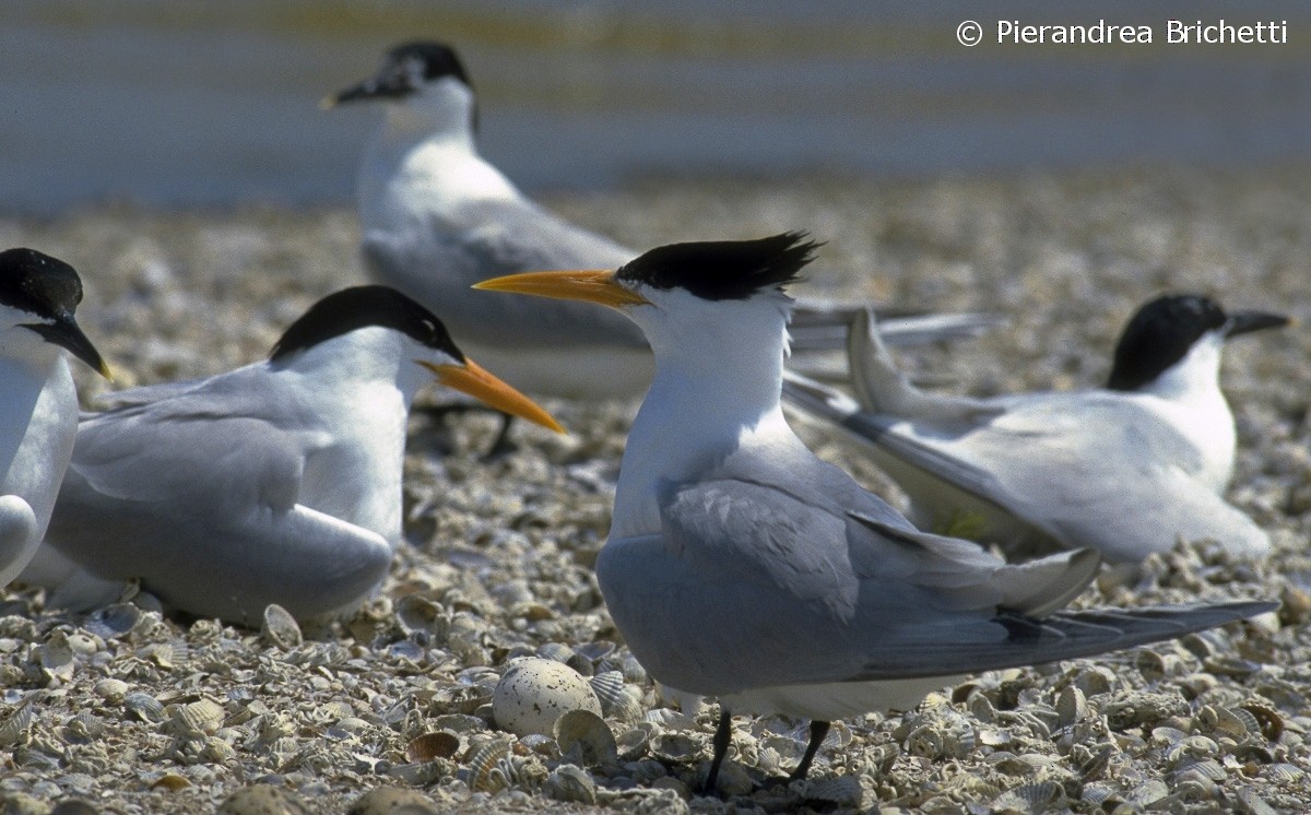 Lesser Crested Tern - ML204542321