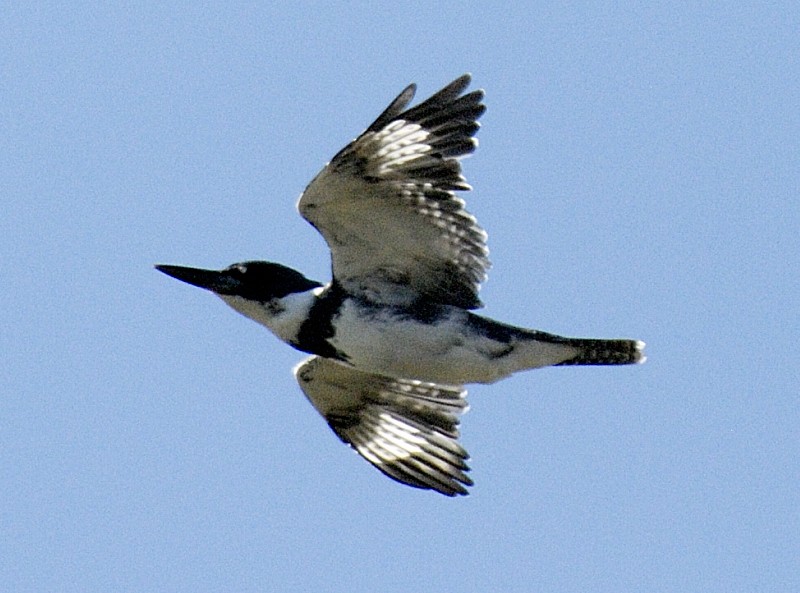 Belted Kingfisher - Erik Breden