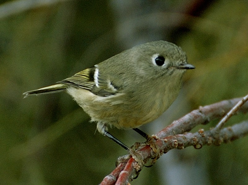 Ruby-crowned Kinglet - Erik Breden