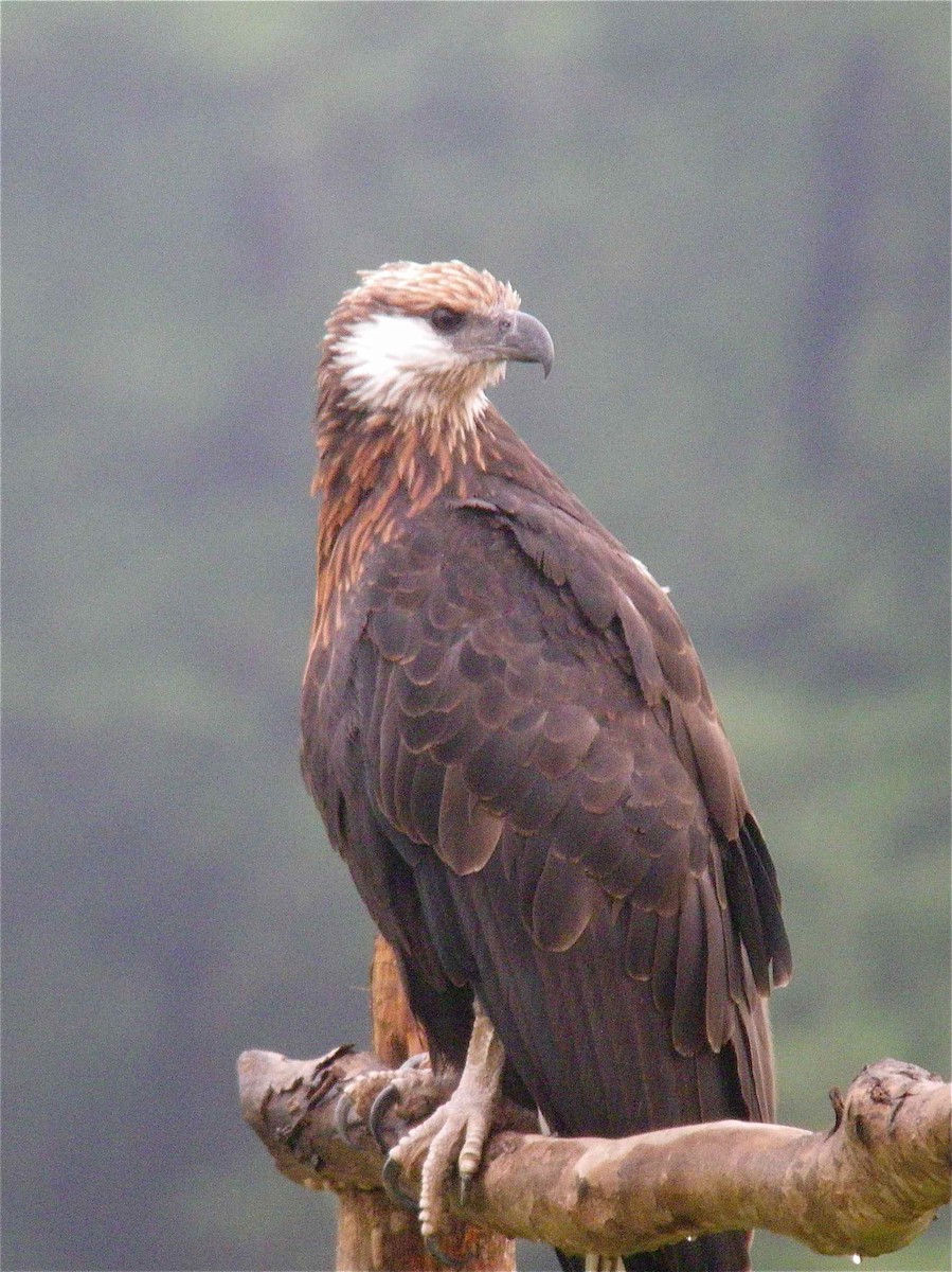 Madagascar Fish-Eagle - ML204543351