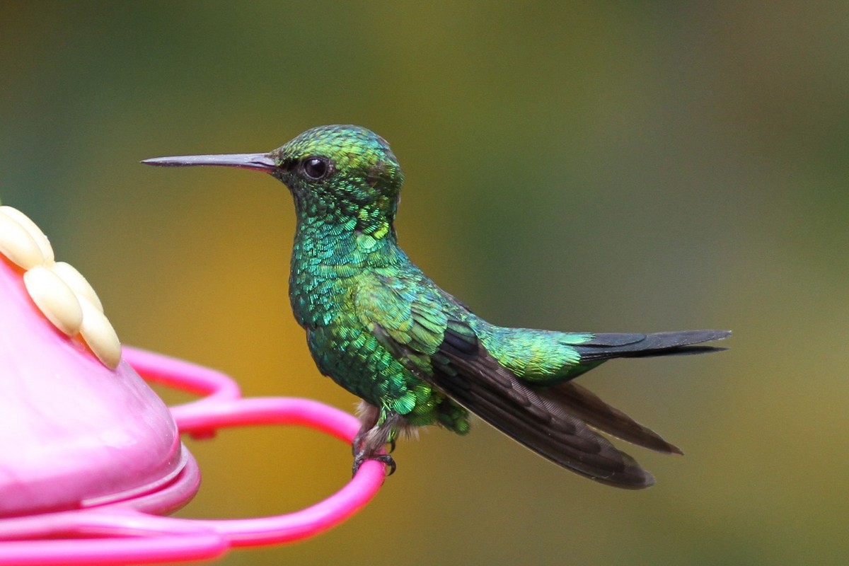 Red-billed Emerald - Mark Sutton