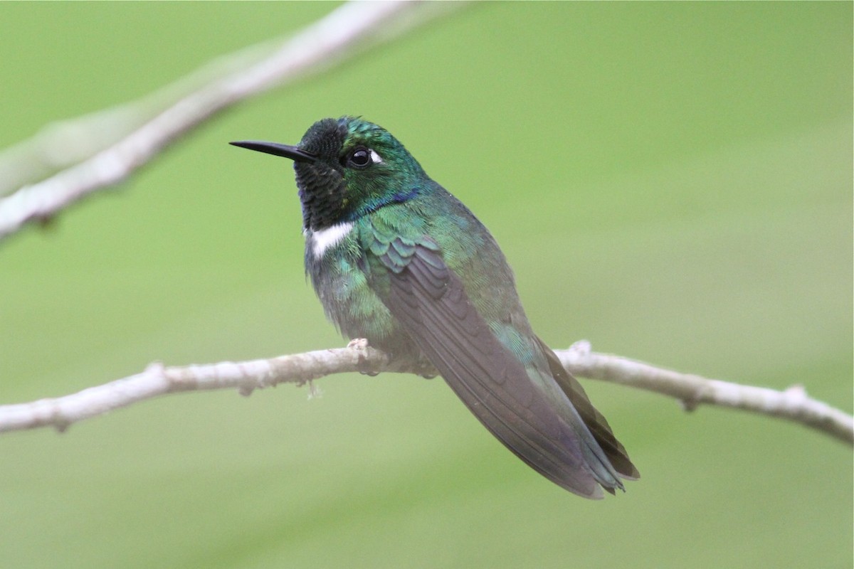 White-throated Daggerbill - ML204543411