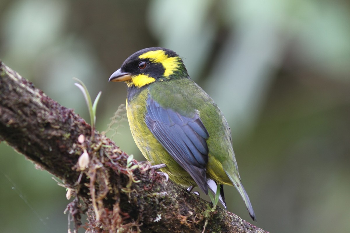 Gold-ringed Tanager - ML204543421