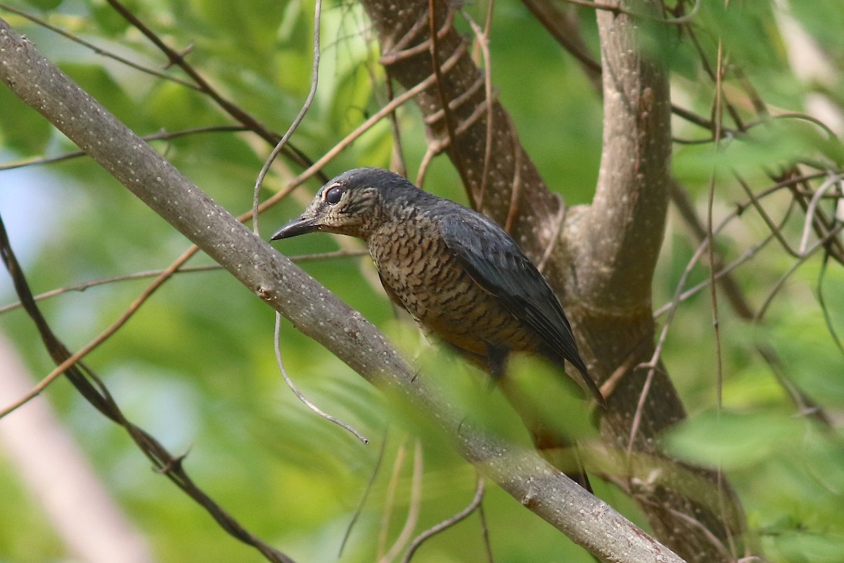 Sulawesi Cicadabird - ML204543491