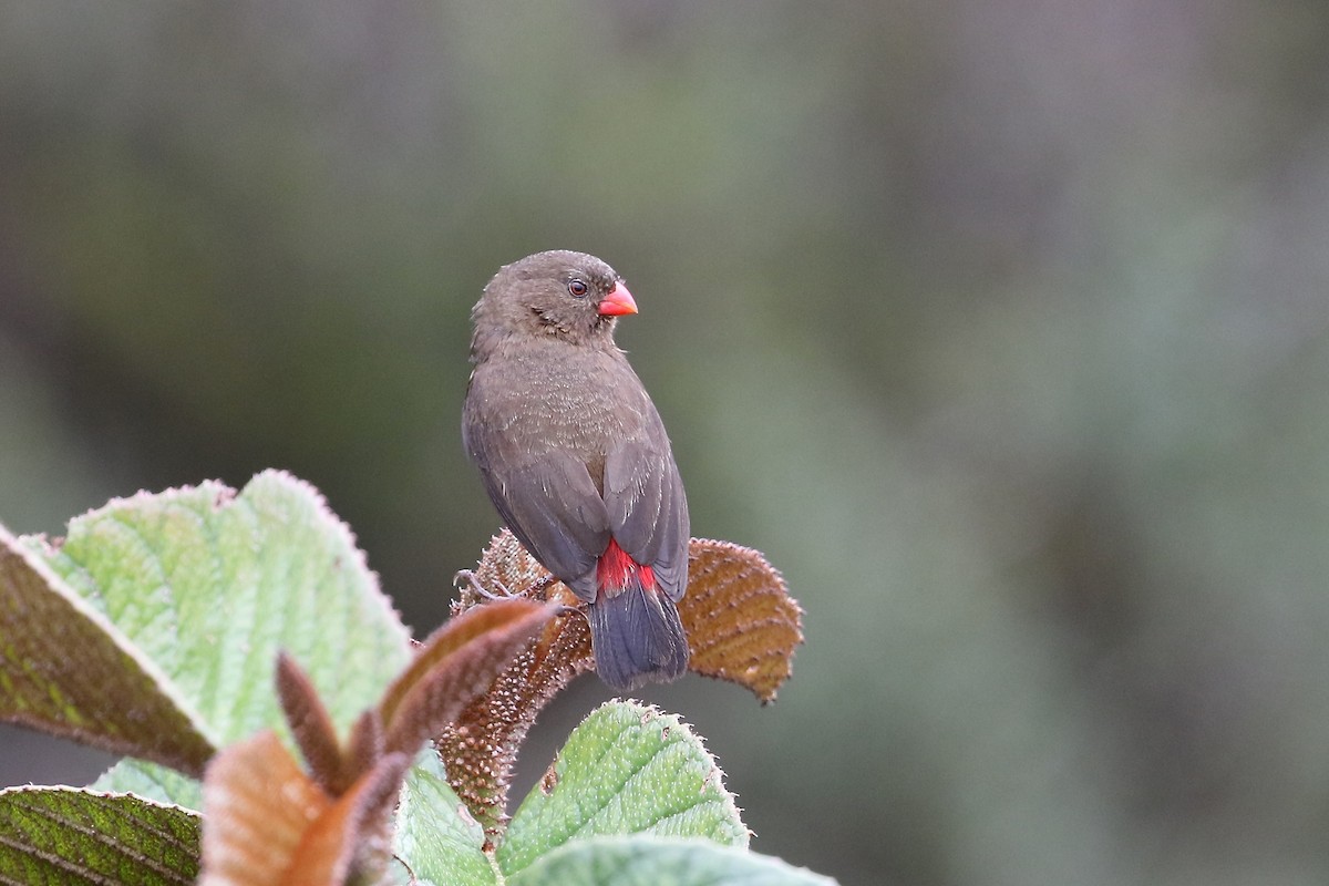 Mountain Firetail - Mark Sutton