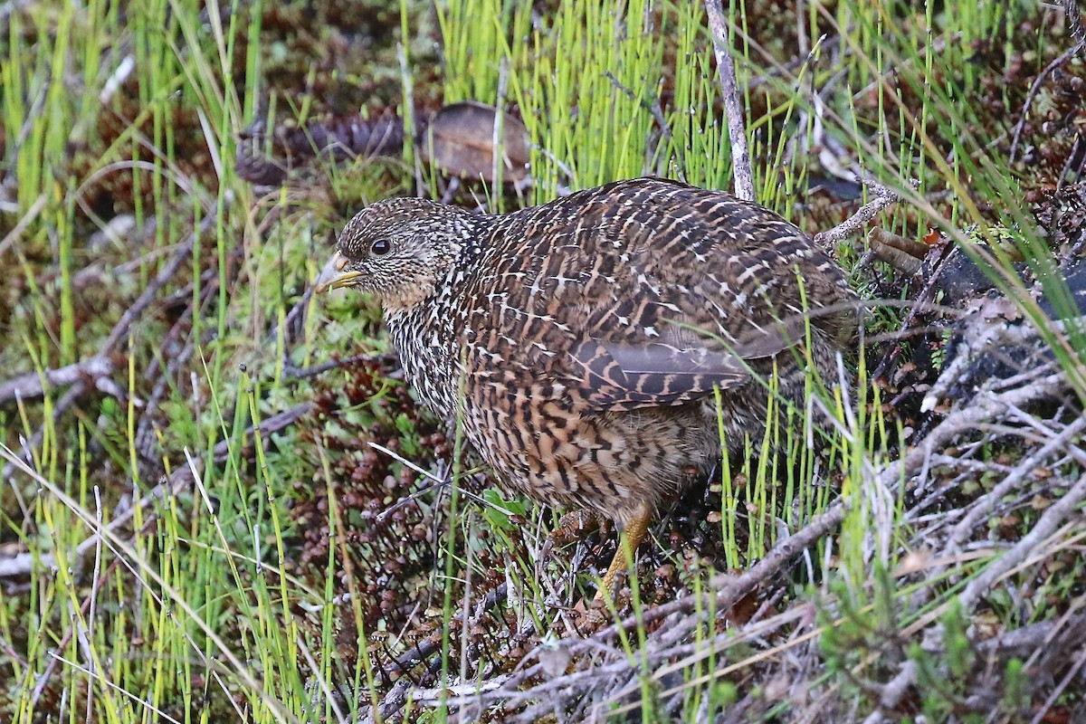 Snow Mountain Quail - ML204543581